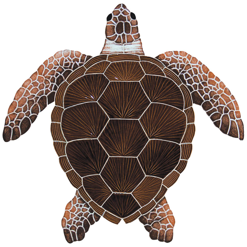 Симметрия черепахи. Панцирь морской черепахи. Черепаха панцирь узор снизу. Черепаха вид сверху.